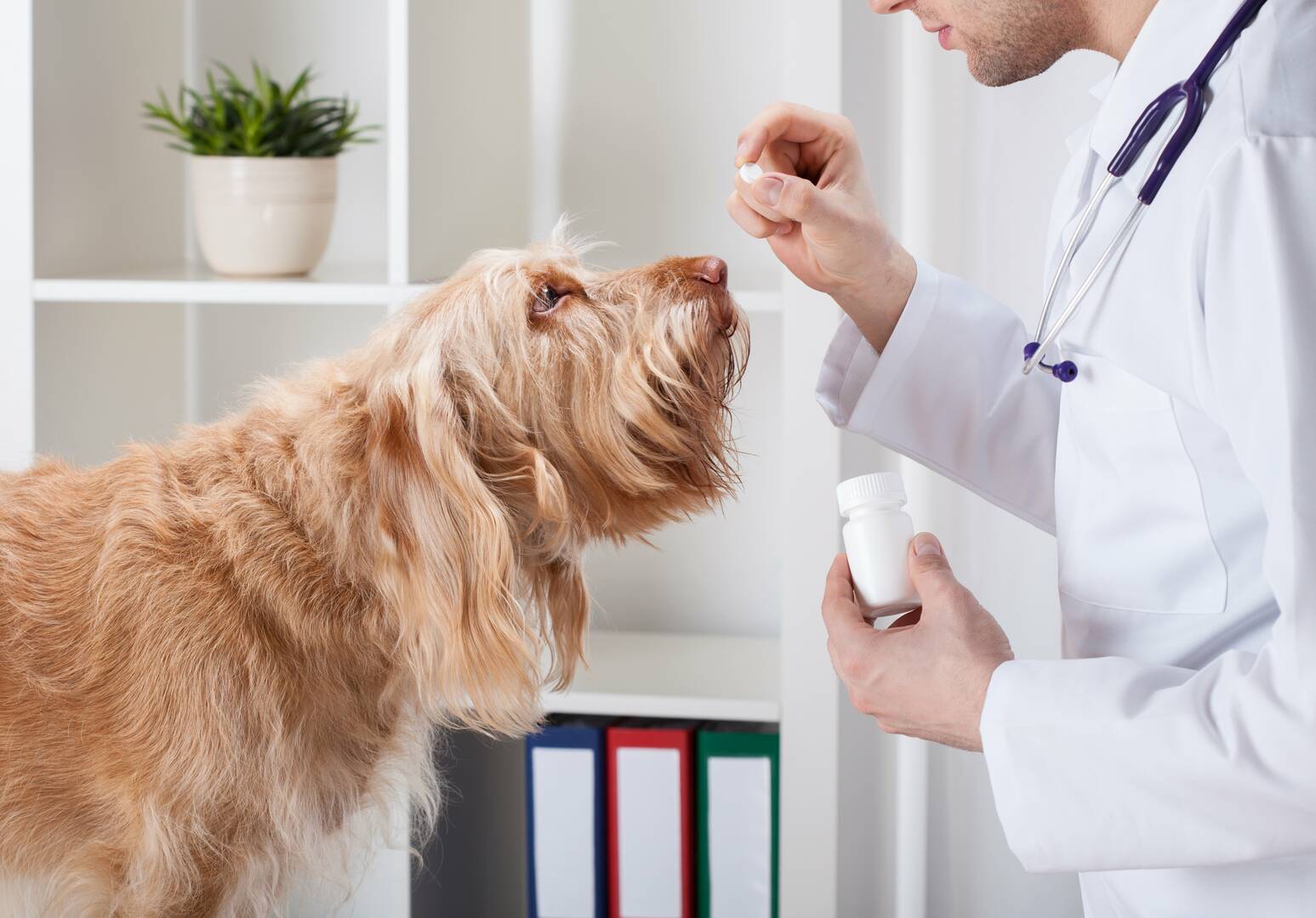 1st Pet Veterinary Centers logo