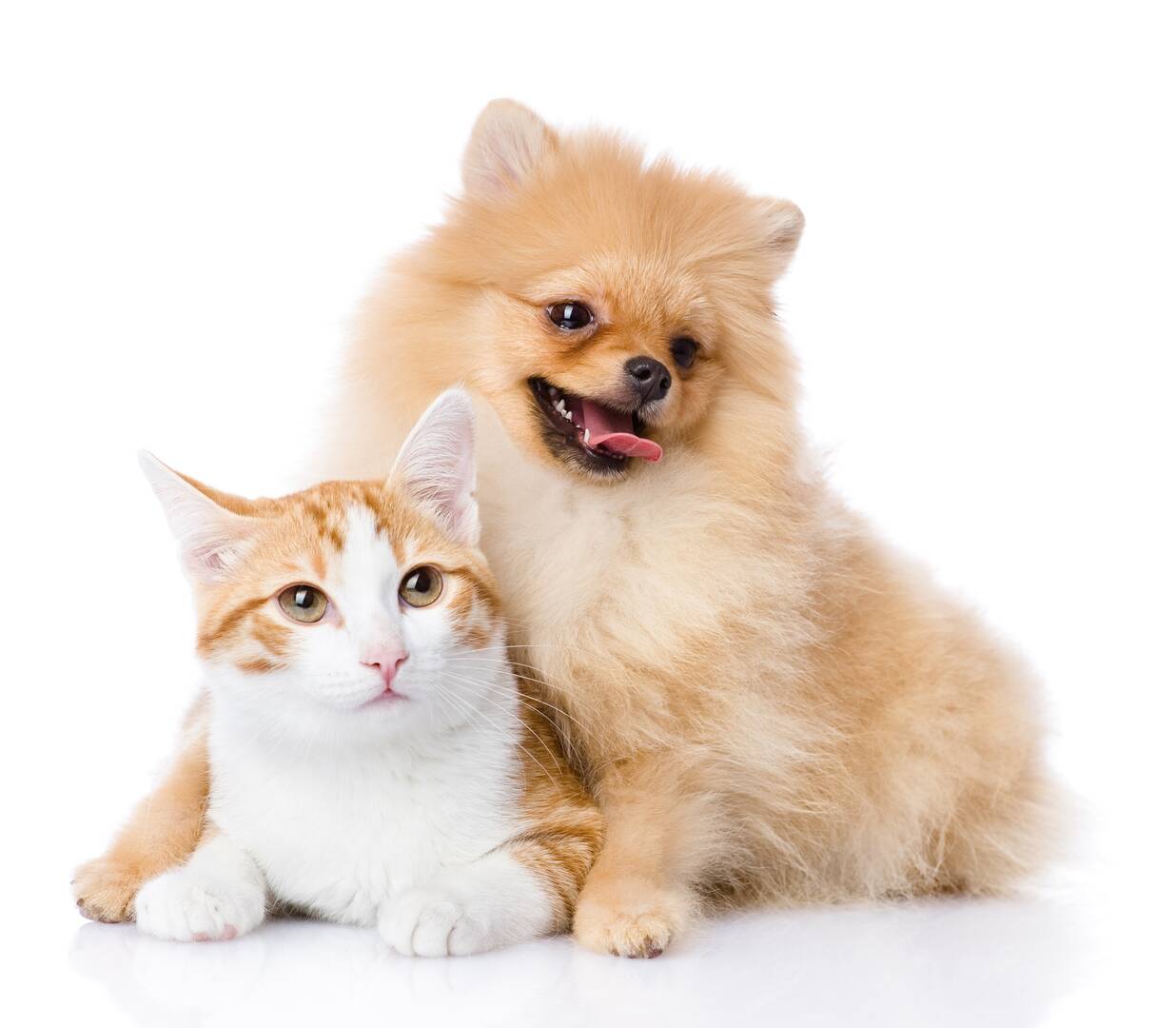 Murrells Inlet Veterinary Hospital logo